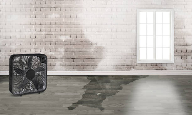Best Water damage restoration experts  in Keshena, WI